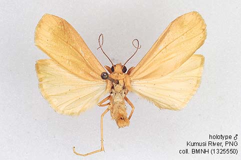 Papua Insects Foundation (Lepidoptera/Erebidae(Arctiinae)/Eilema ...